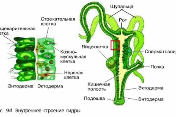 Ссылка на кракен тор браузер