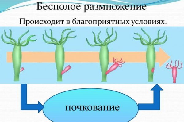 Не могу зайти в кракен