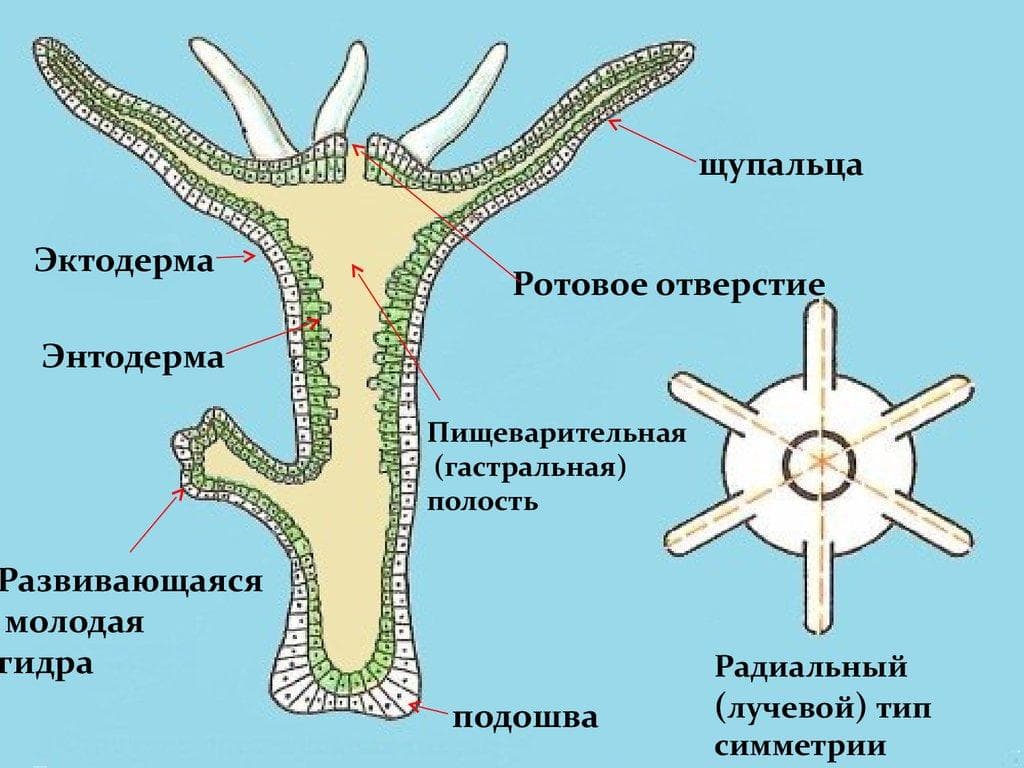 Kraken маркетплейс